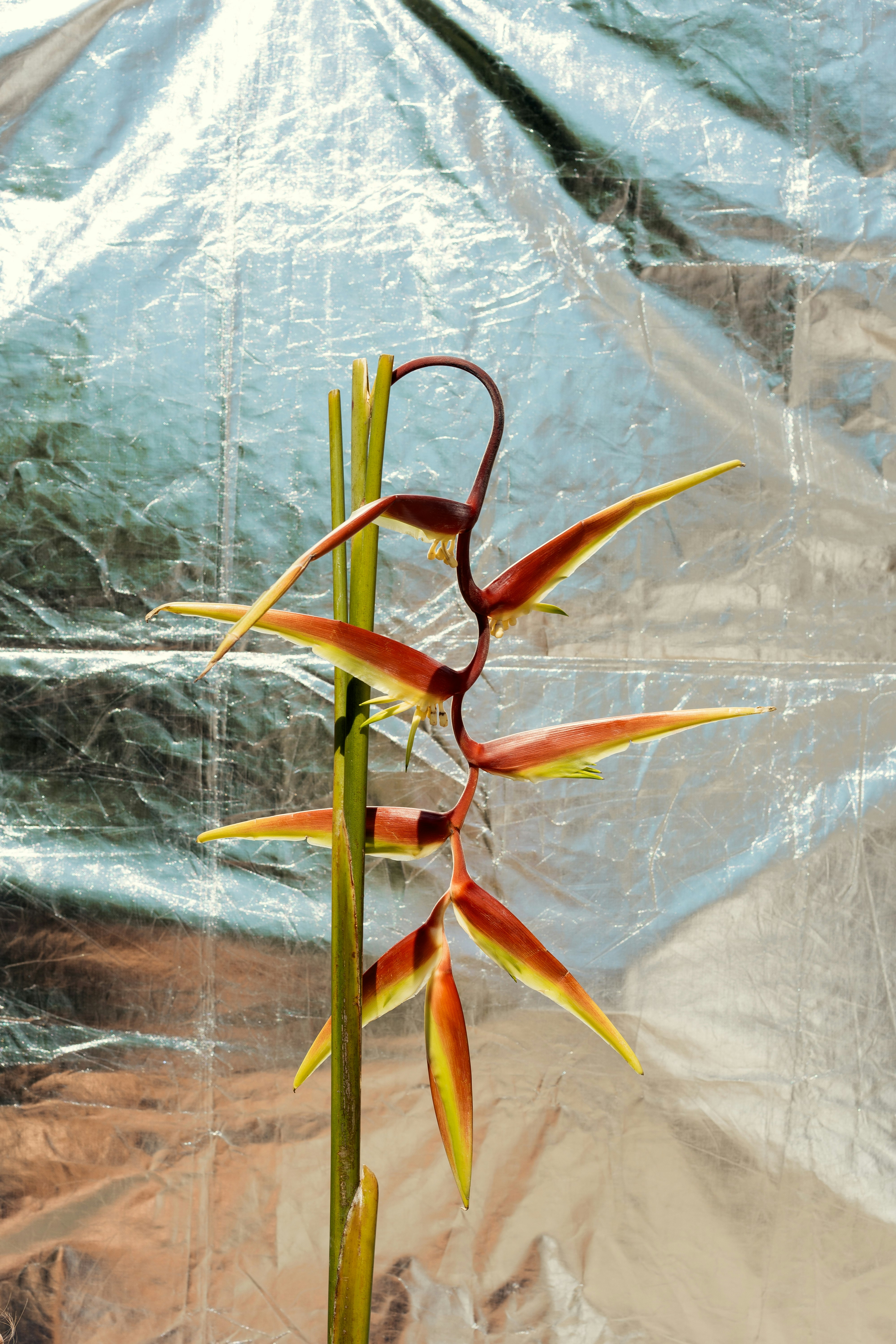 orange and green plant on clear plastic pack